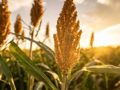 sorghum-field